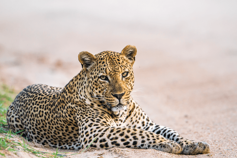 Yala National Park
