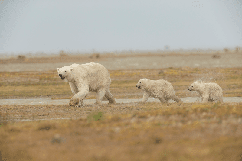 Hudson Bay Odyssey