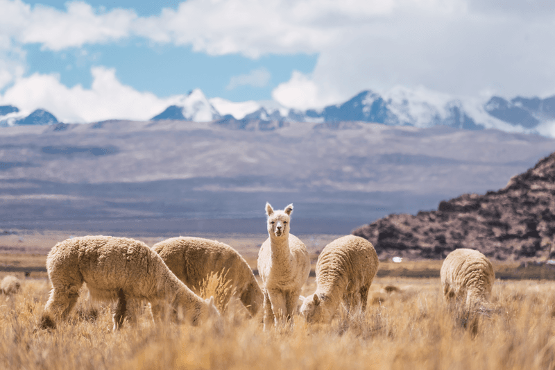 Antarctic Voyage with Peru