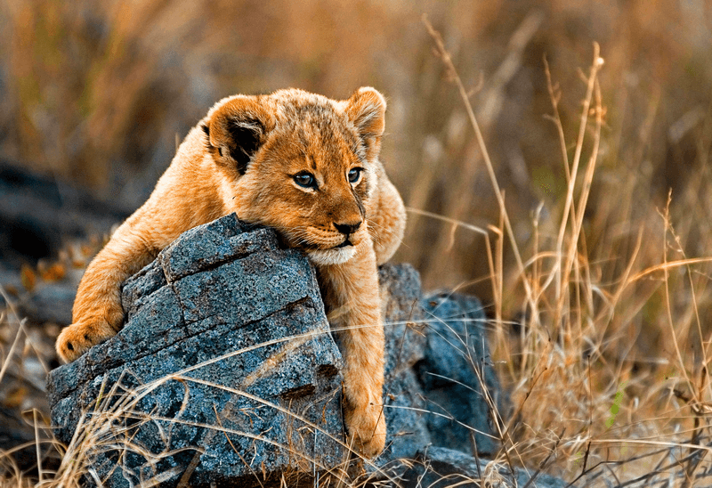 Uncover the Essence of South Africa