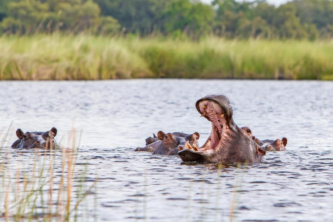 Botswana and Southern Africa Discovery