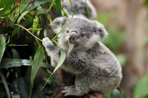 Highlights of Australia and New Zealand
