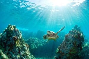 Hawaiian Discovery