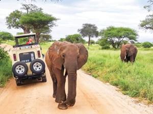 Tanzania Safari