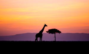 Kenya Adventure