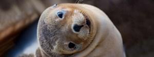 Remarkable Adelaide to Kangaroo Island